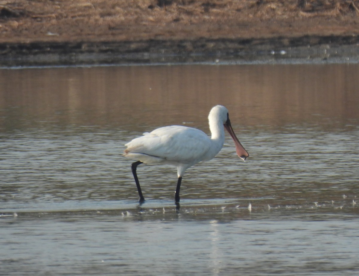 Black-faced Spoonbill - ML646285192