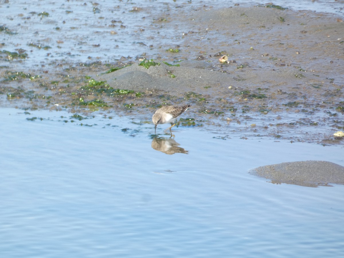 Least Sandpiper - ML646285193