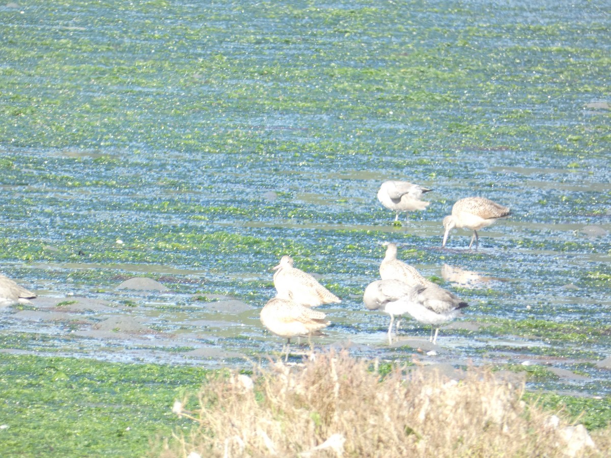 Marbled Godwit - ML646285194