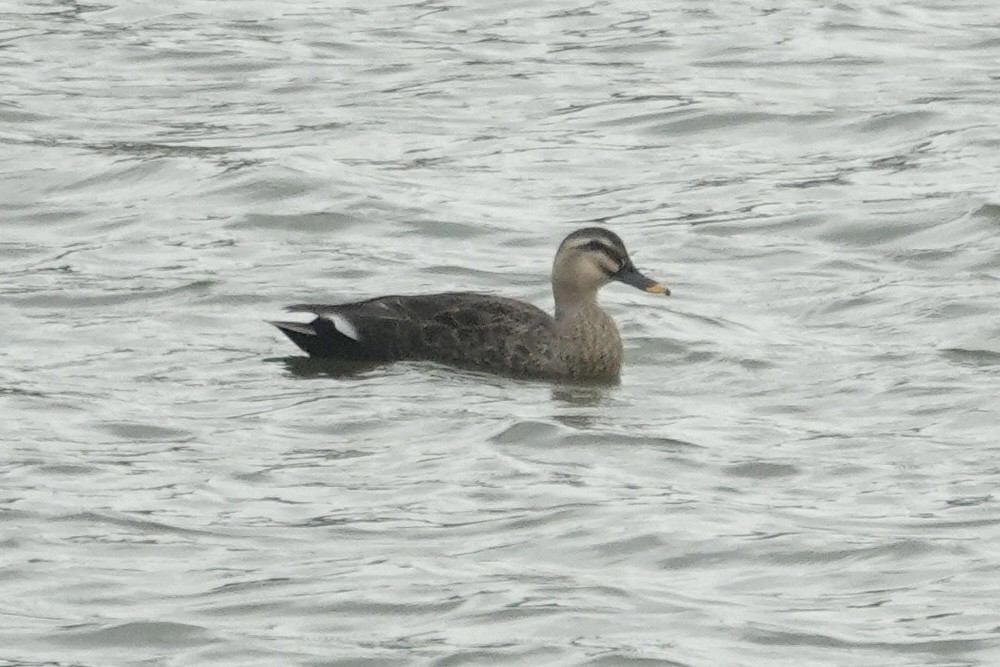 Eastern Spot-billed Duck - ML646285195