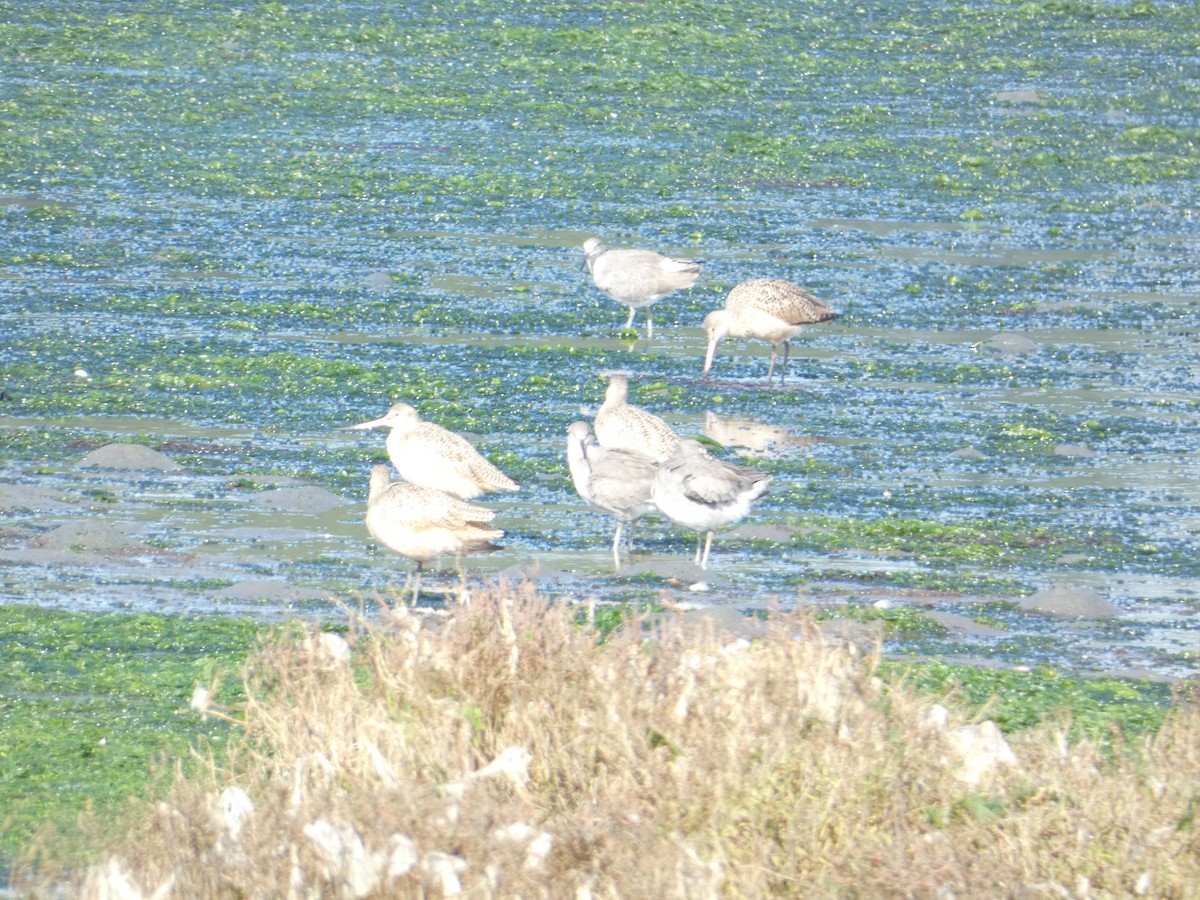 Willet - ML646285196