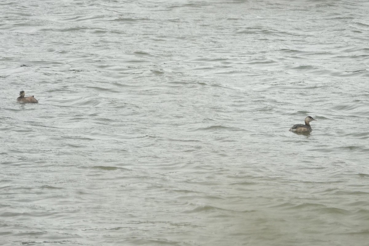 Little Grebe - ML646285197