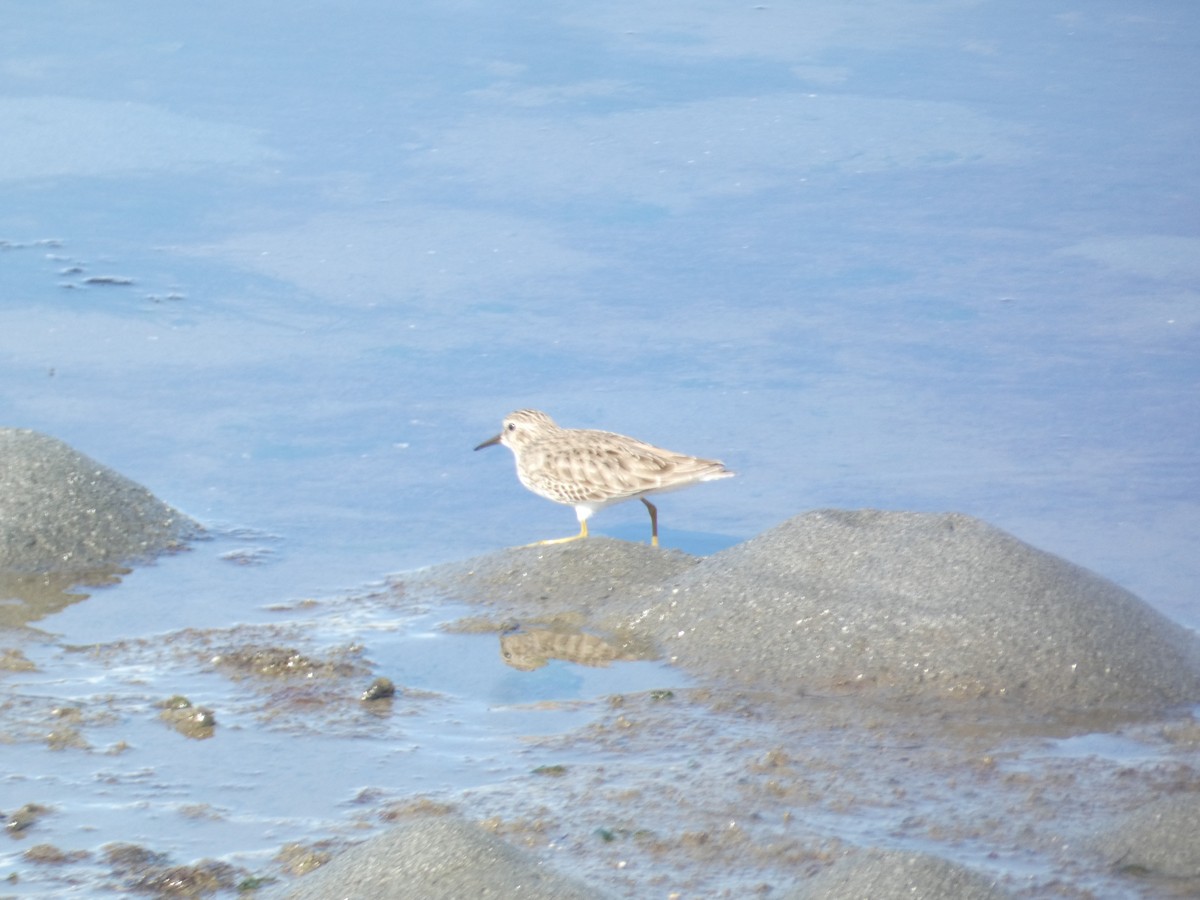 Least Sandpiper - ML646285198