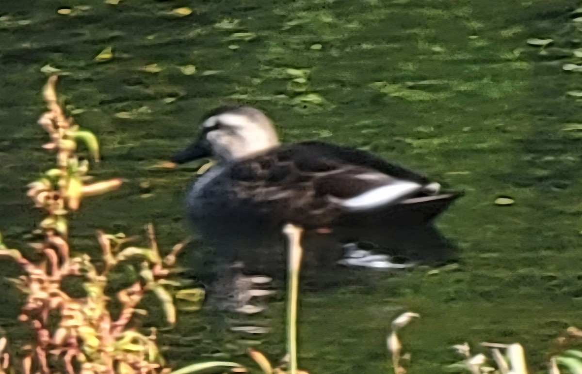 Eastern Spot-billed Duck - ML646285199