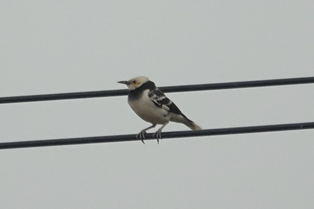 Black-collared Starling - ML646285202