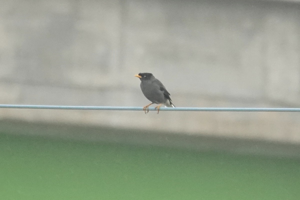 Javan Myna - ML646285203