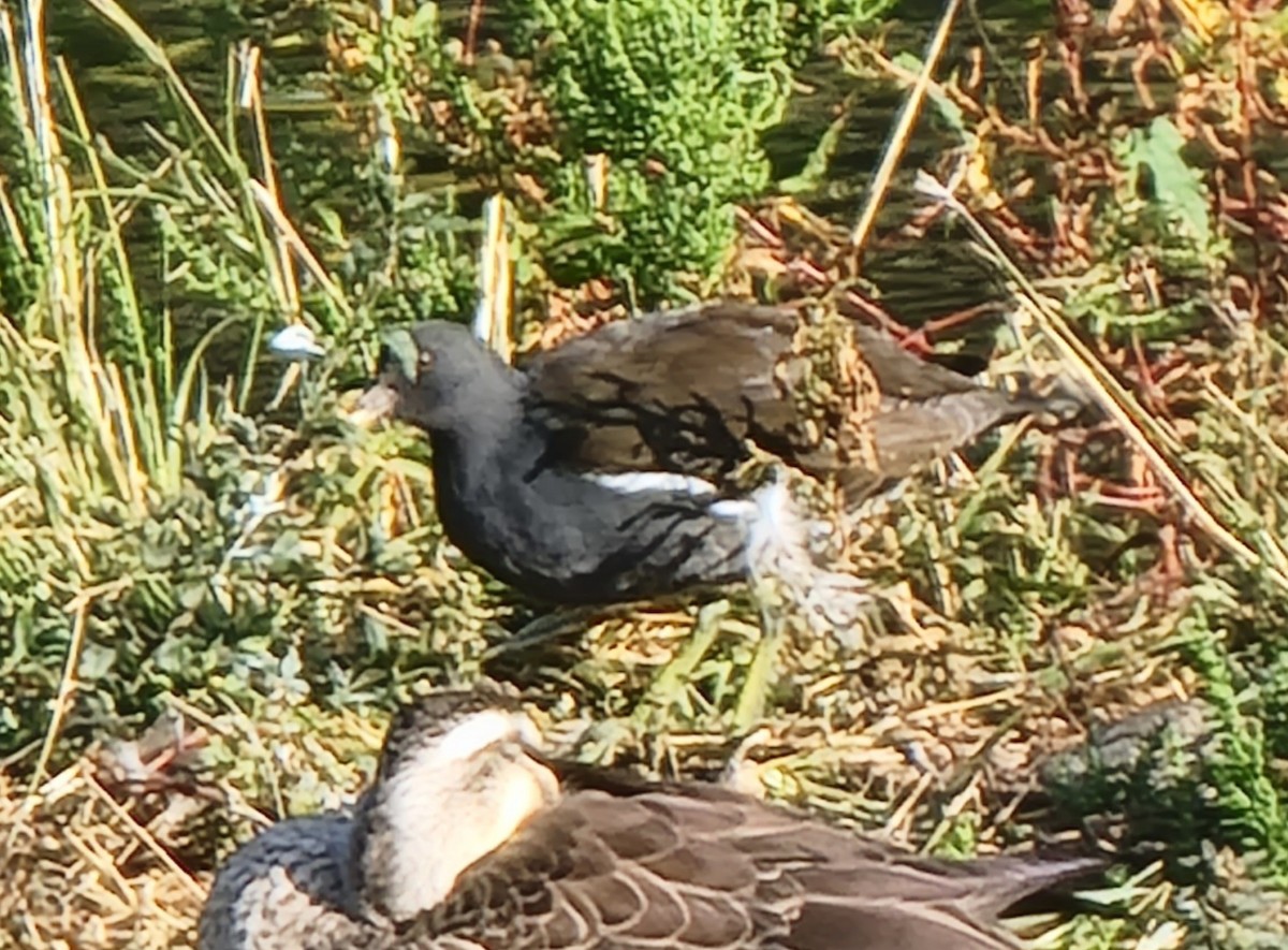 Eurasian Moorhen - ML646285204