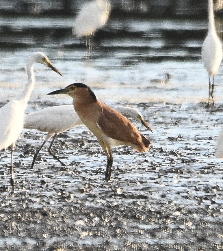 Nankeen Night Heron - ML646285205