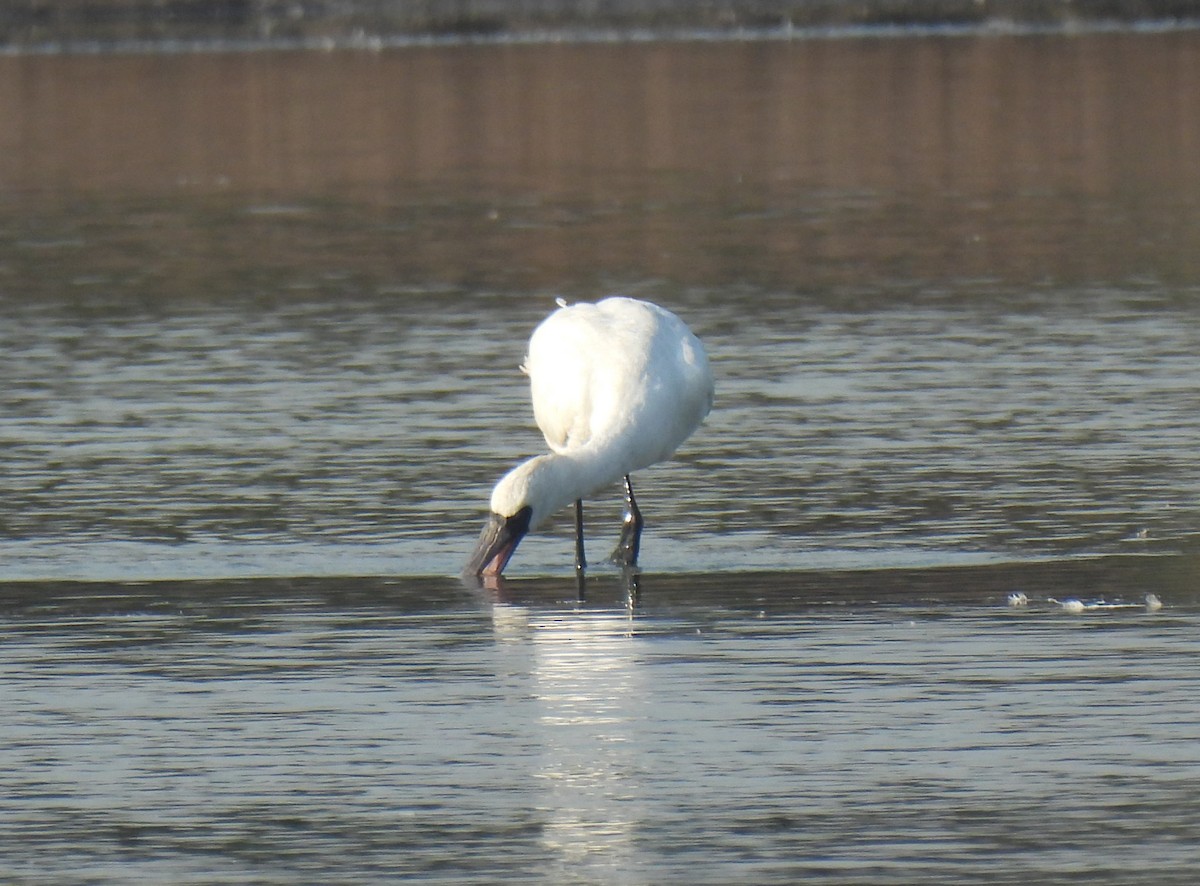 Black-faced Spoonbill - ML646285206
