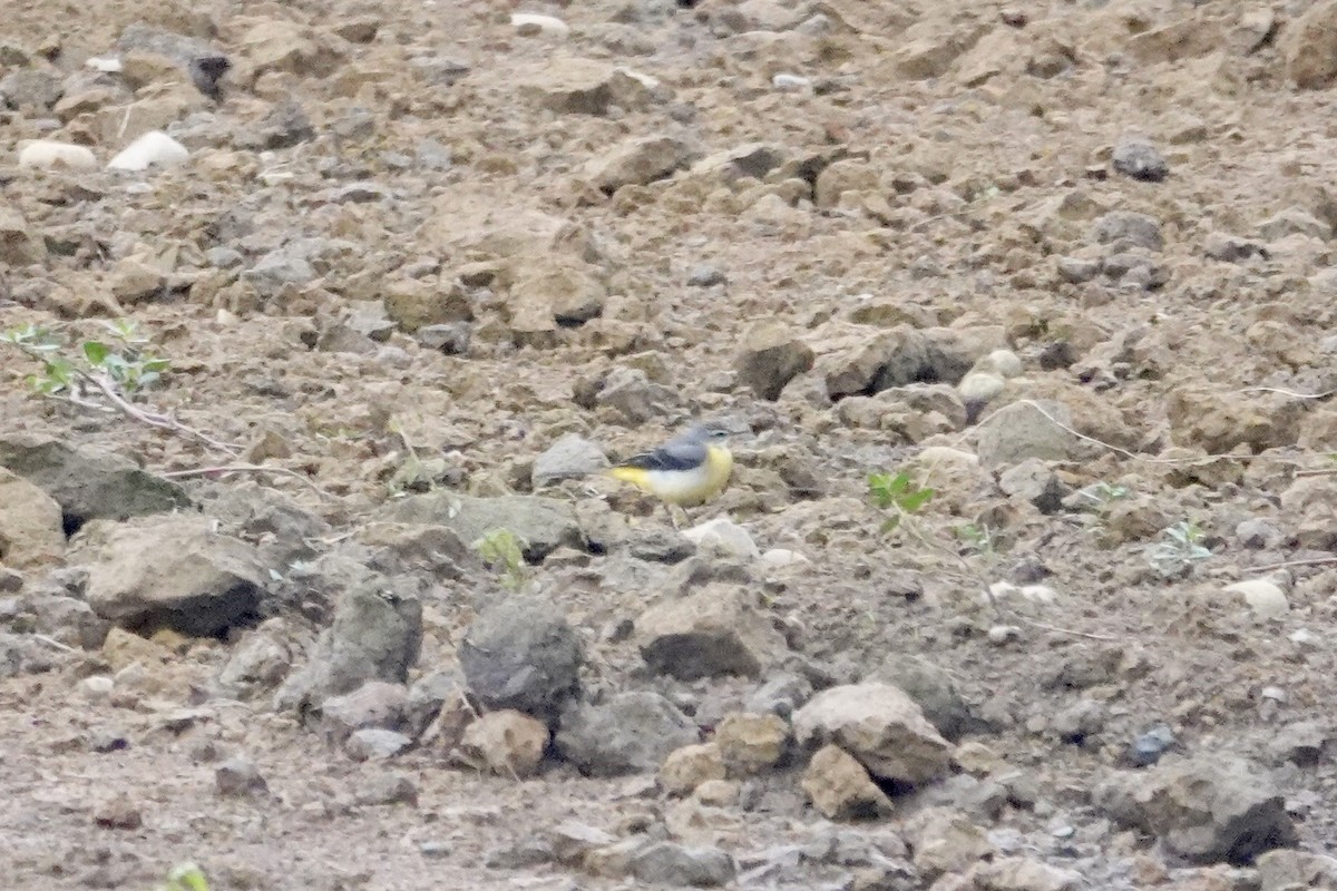 Gray Wagtail - ML646285207