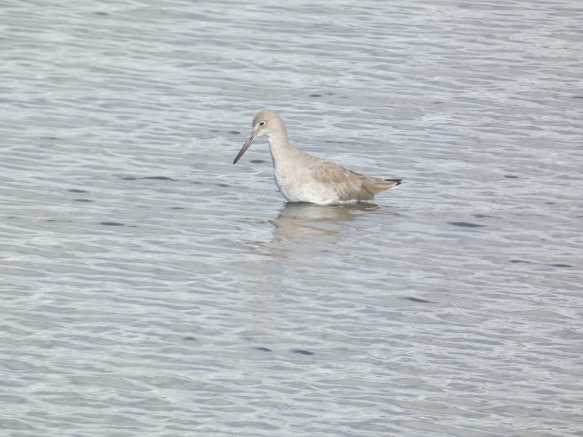 Willet - ML646285208