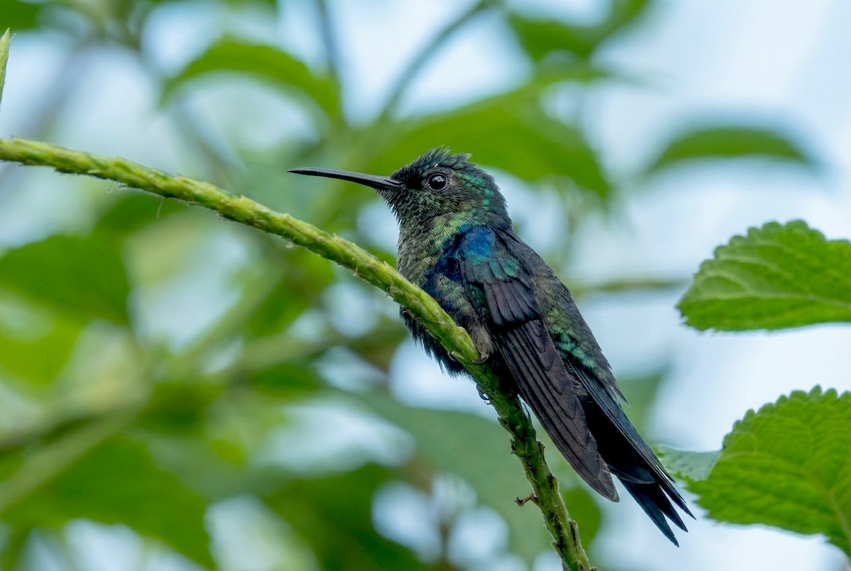 Charming Hummingbird - ML646285209