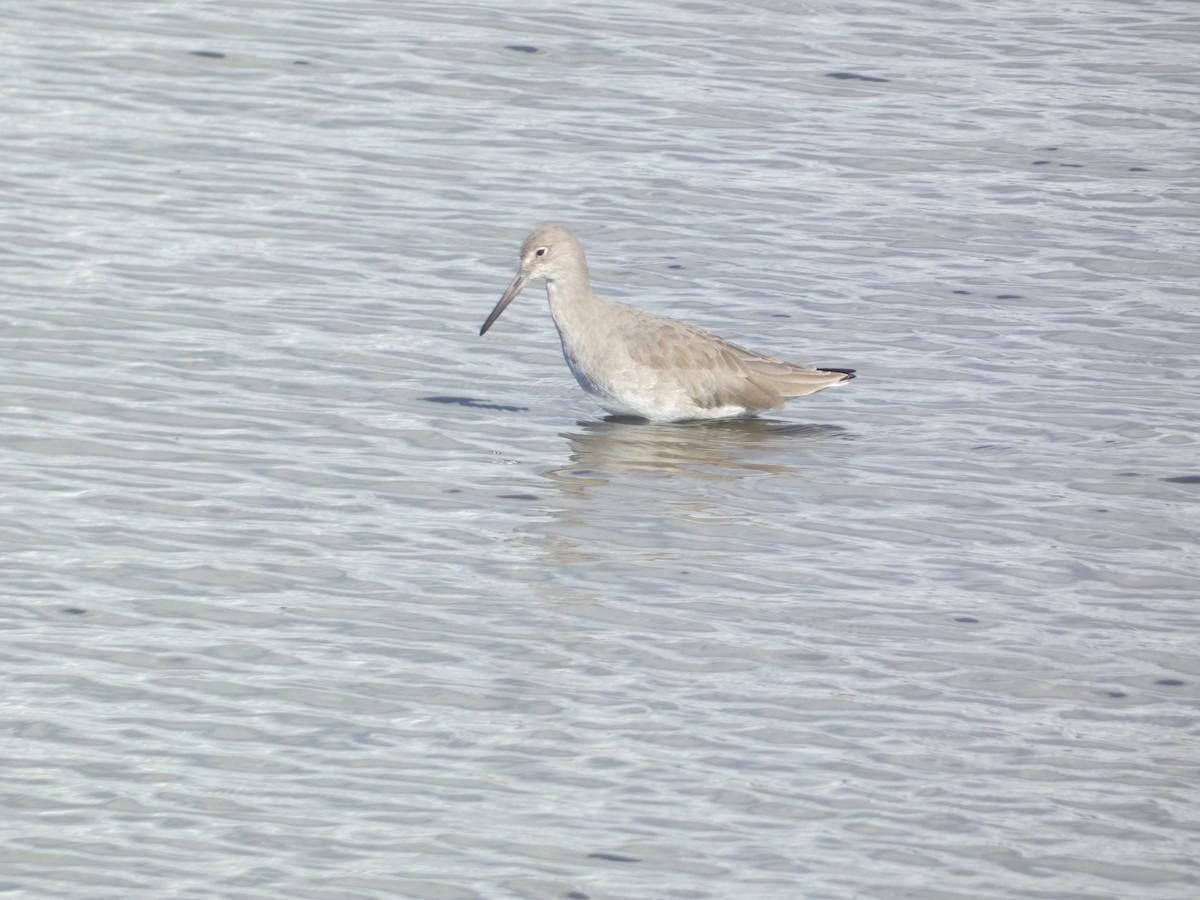 Willet - ML646285211