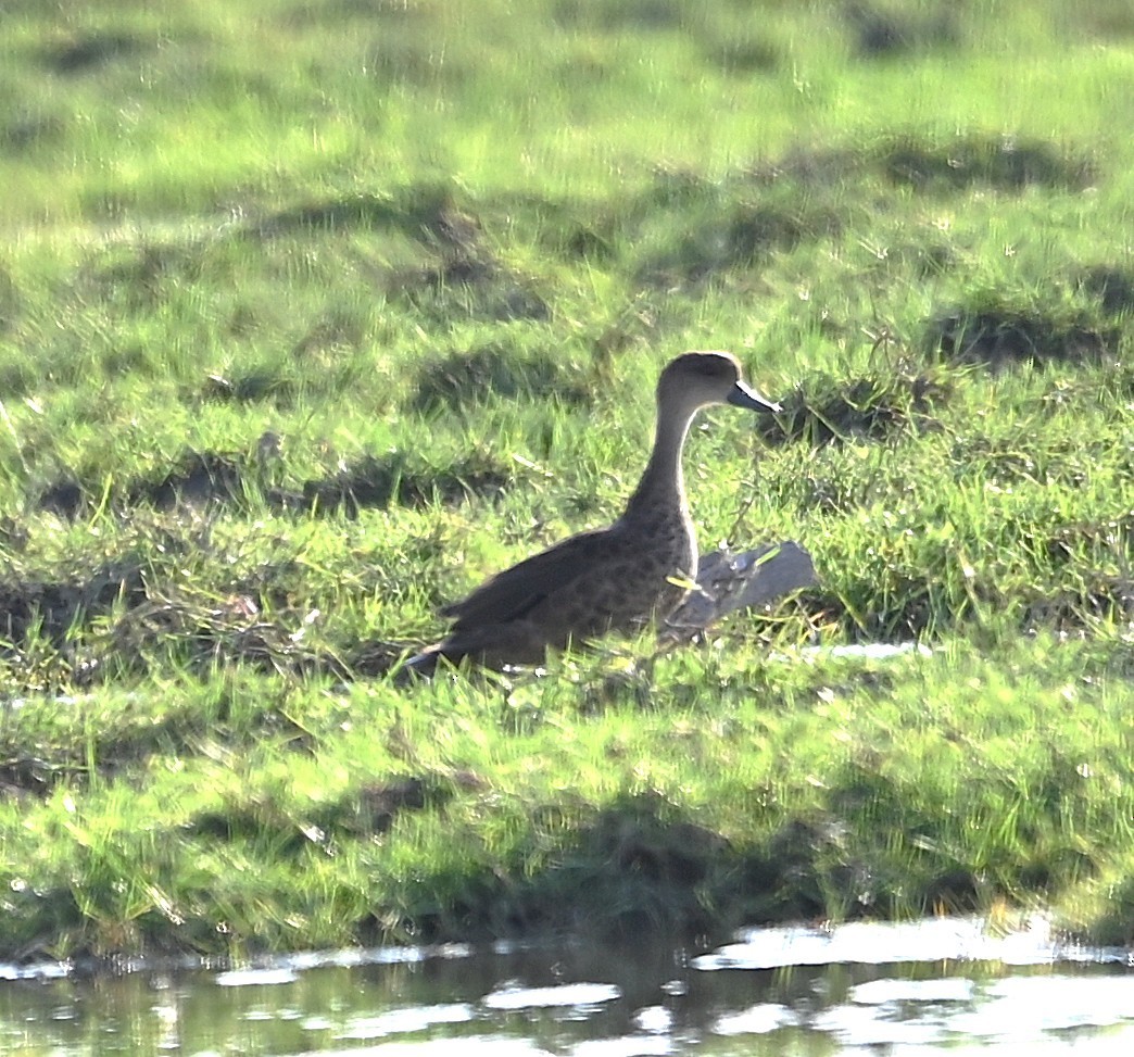 Sunda Teal - ML646285212