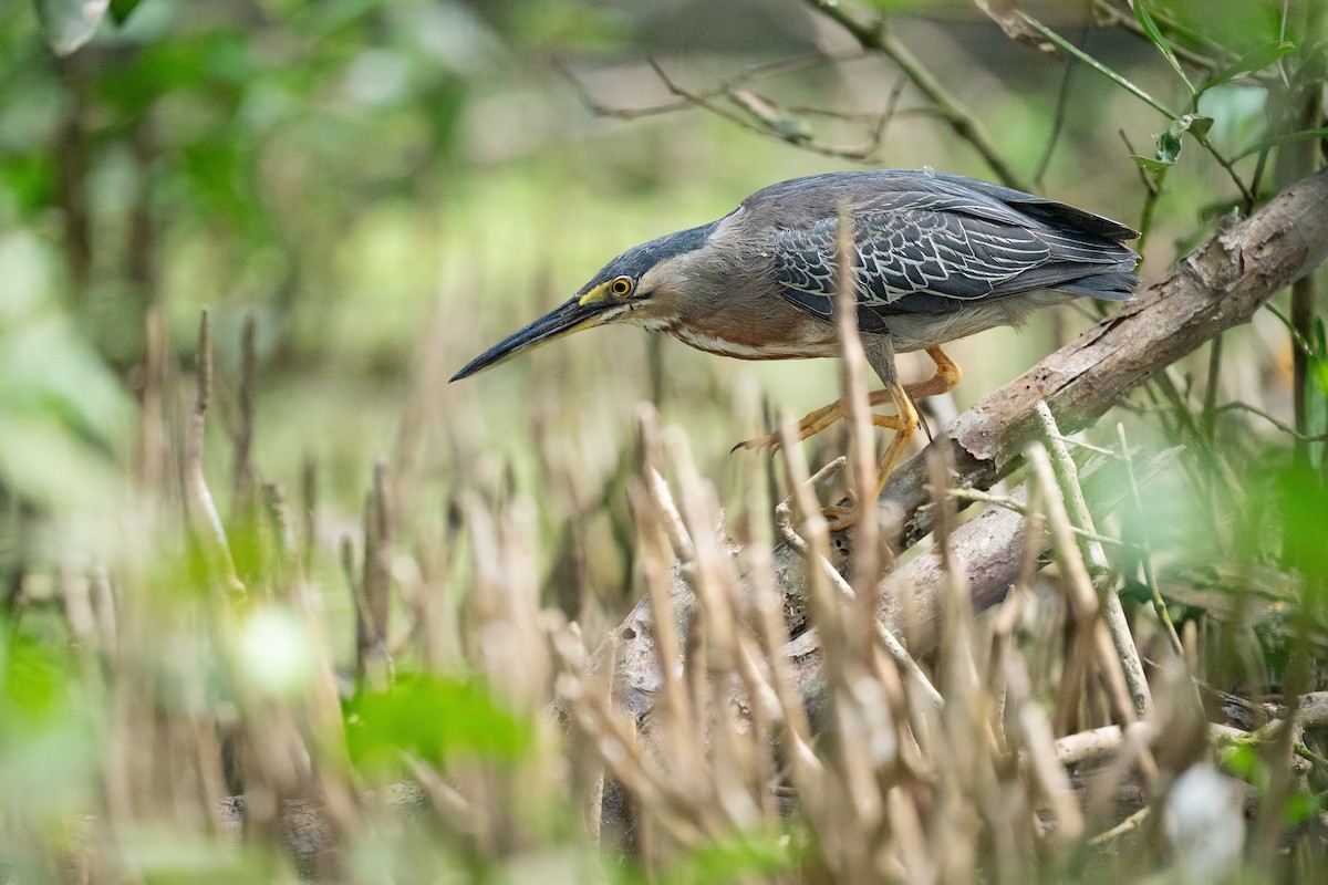 Striated Heron - ML646285213