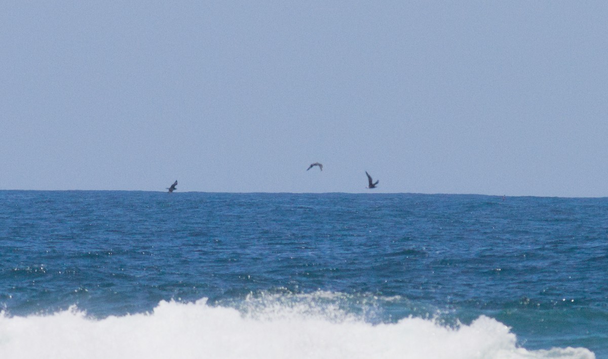 Pomarine Jaeger - ML646285214