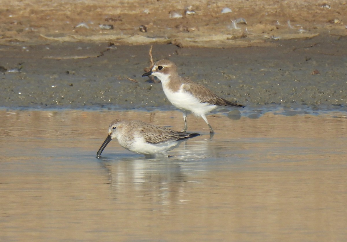 Dunlin - ML646285215