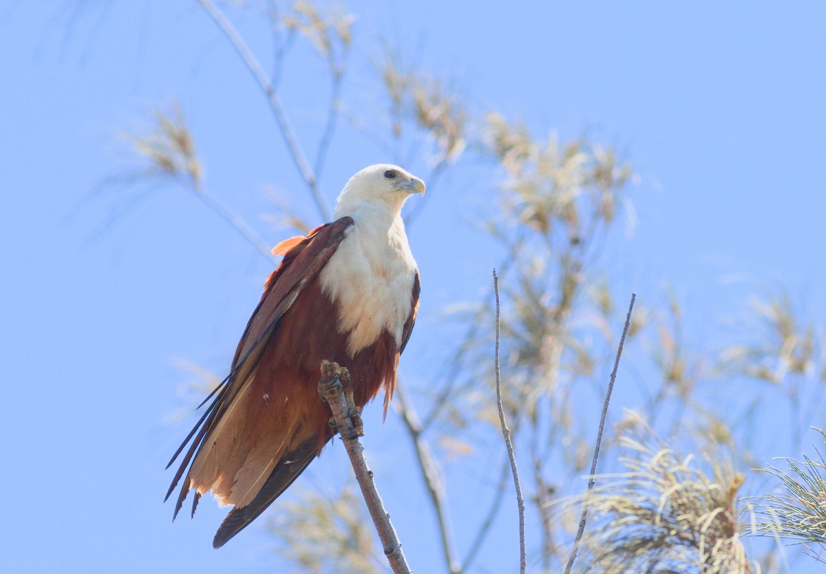 Brahminy Kite - ML646285220