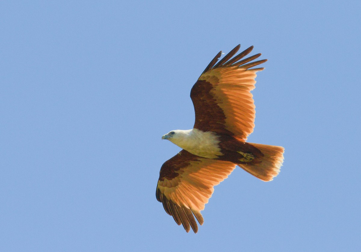 Brahminy Kite - ML646285221