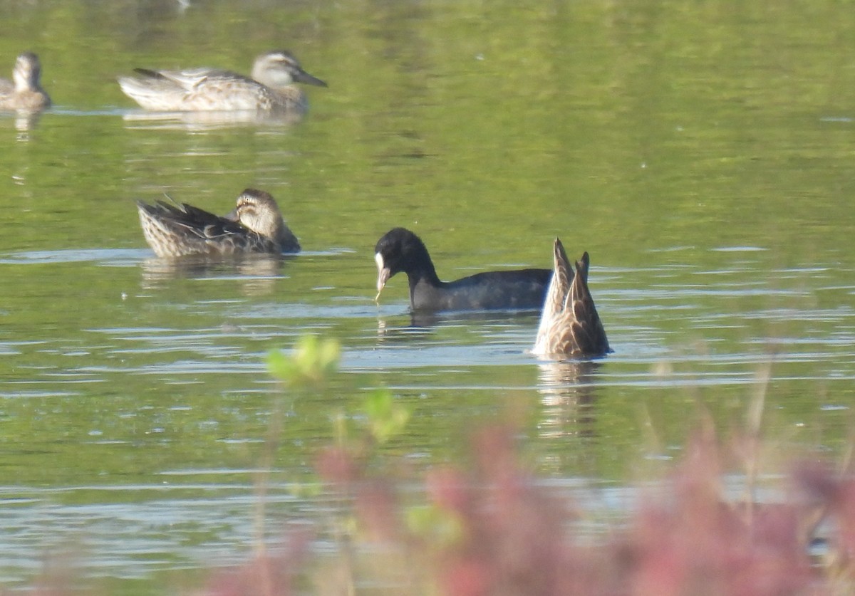 Eurasian Coot - ML646285224