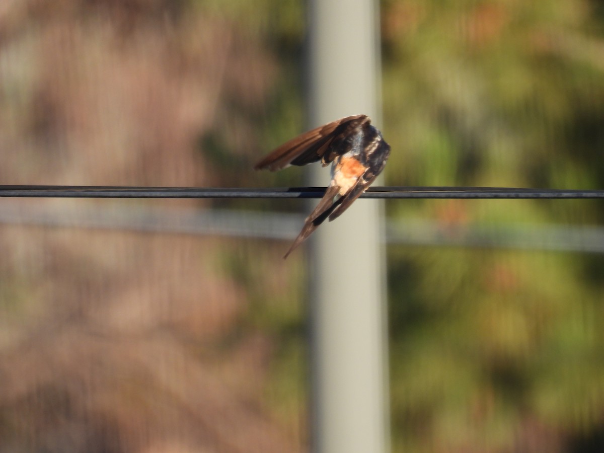 Рыжепоясничная ласточка - ML646285228