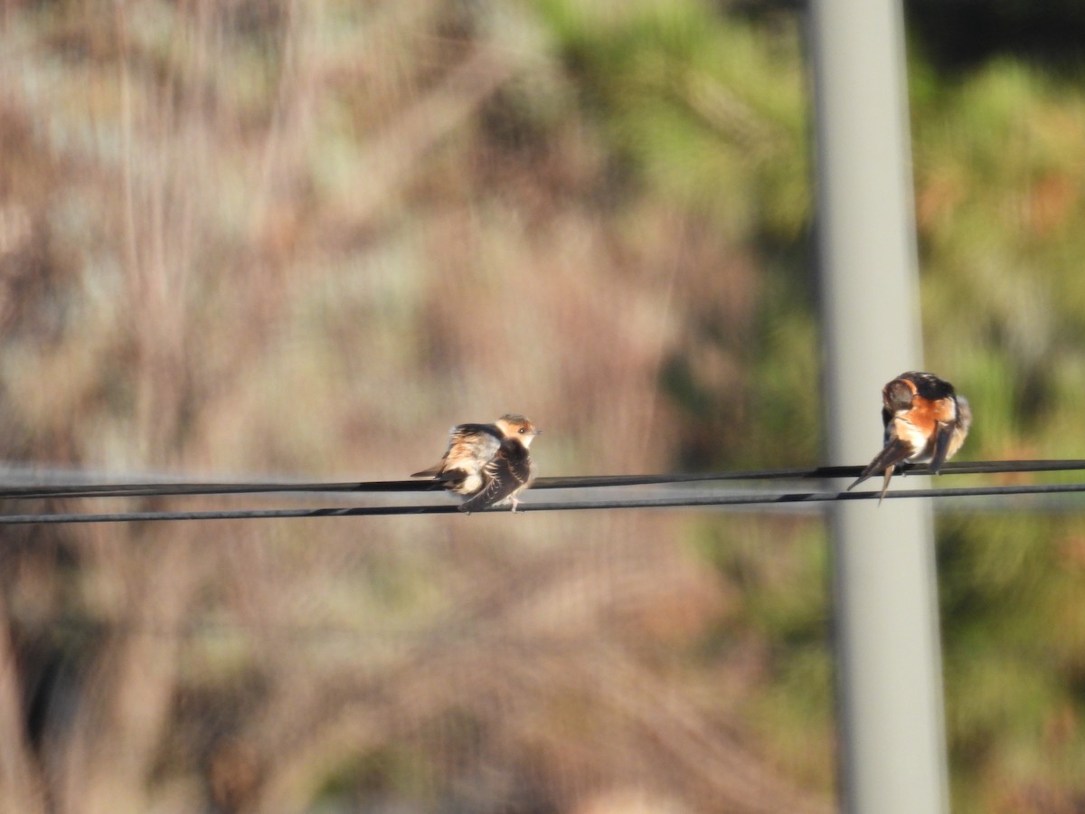 Рыжепоясничная ласточка - ML646285232