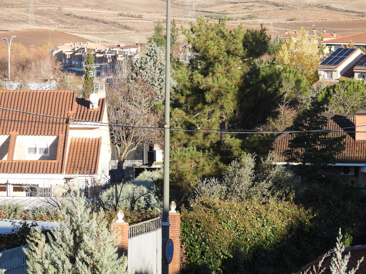 Рыжепоясничная ласточка - ML646285233