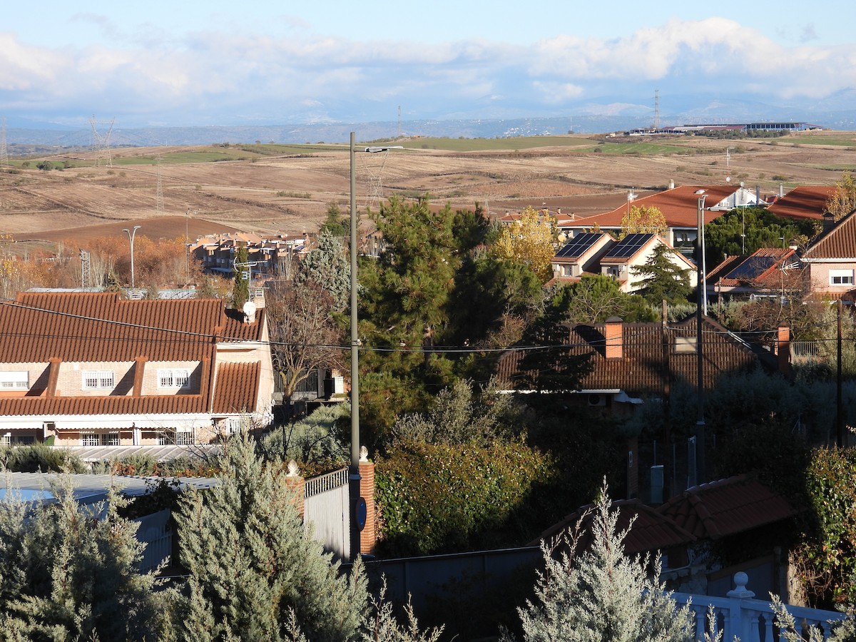 Рыжепоясничная ласточка - ML646285234