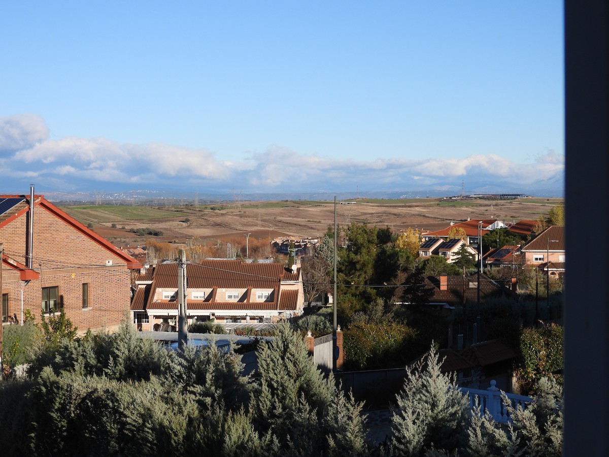 Рыжепоясничная ласточка - ML646285235