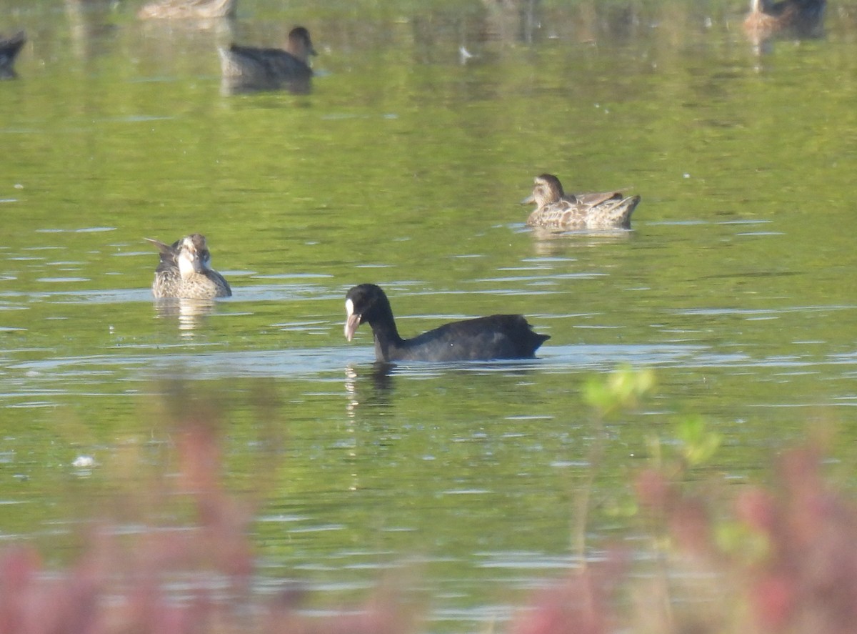 Eurasian Coot - ML646285239