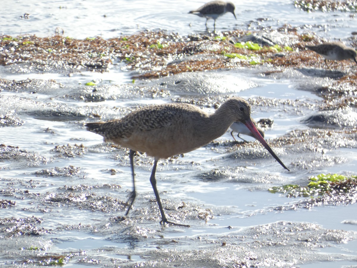 Грицик чорнохвостий - ML646285241