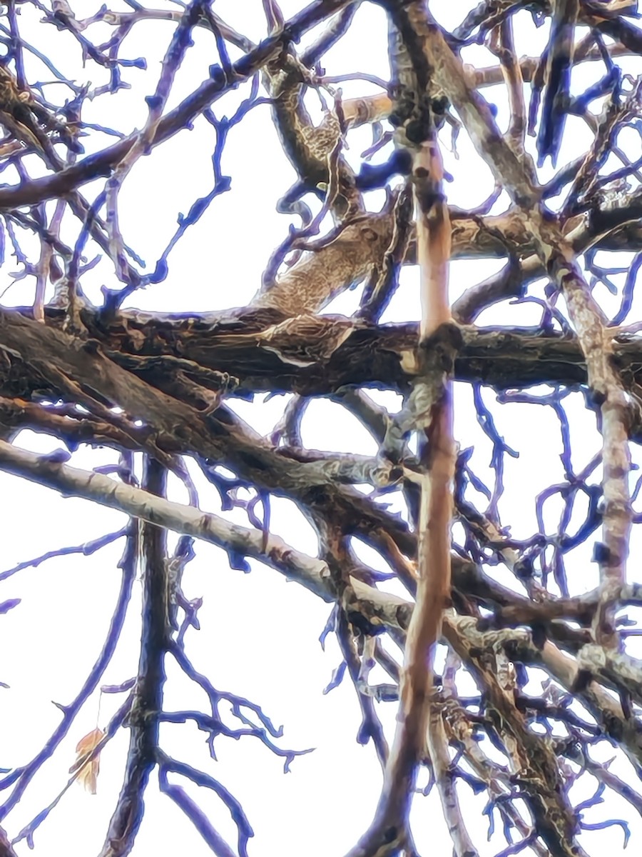 Підкоришник короткопалий - ML646285243