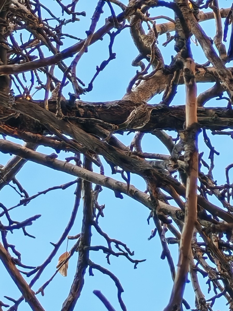 Підкоришник короткопалий - ML646285244