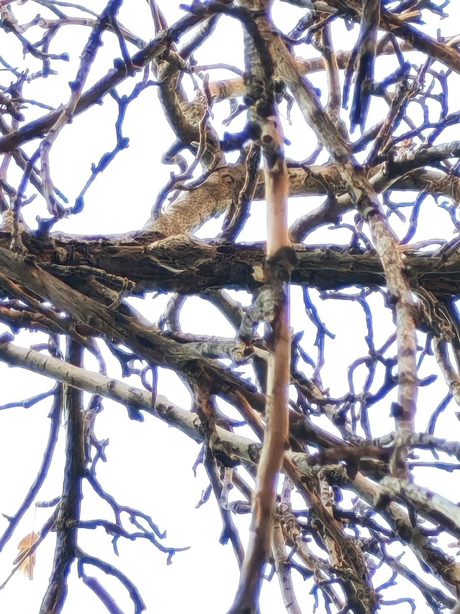 Підкоришник короткопалий - ML646285245