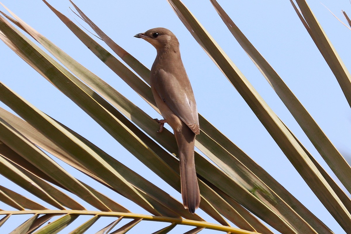 Омельгушка - ML646285262