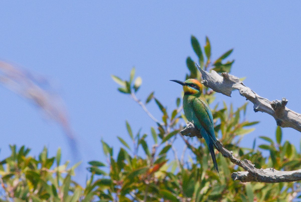 Бджолоїдка райдужна - ML646285265