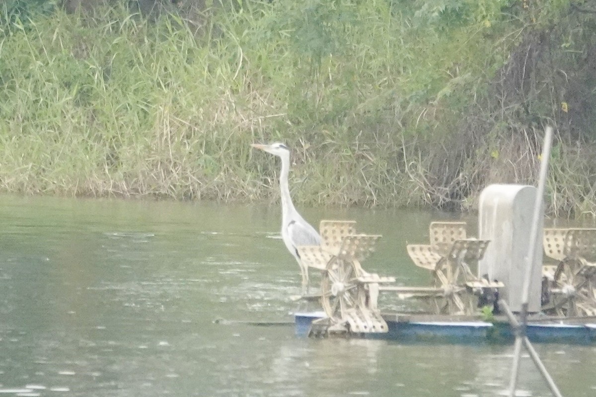 Чапля сіра - ML646285266