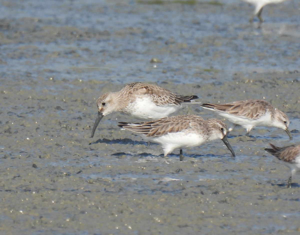 Dunlin - ML646285268