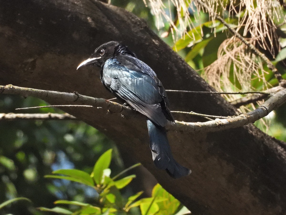 Дронго лірохвостий - ML646285270