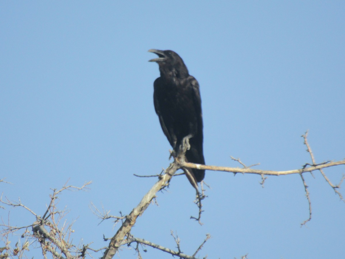 Крук звичайний - ML646285271