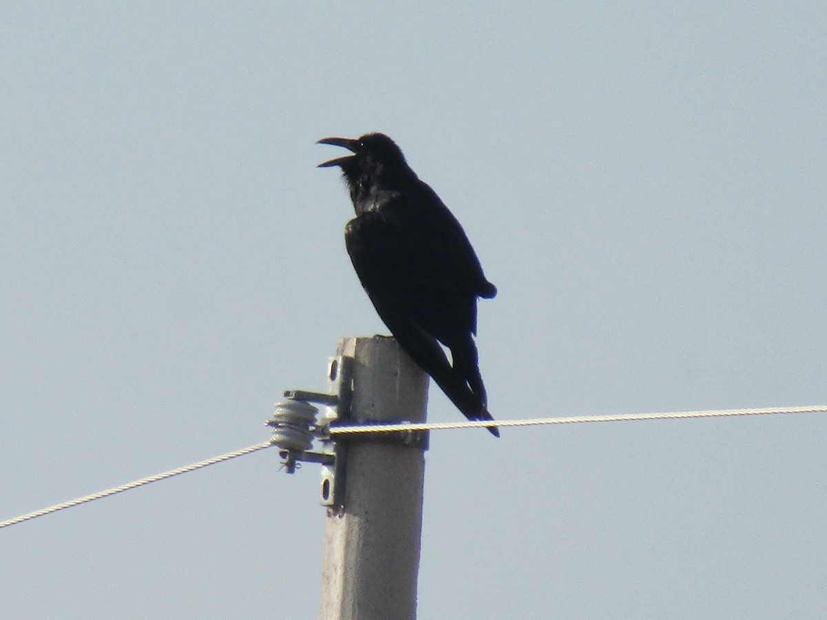 Крук звичайний - ML646285272