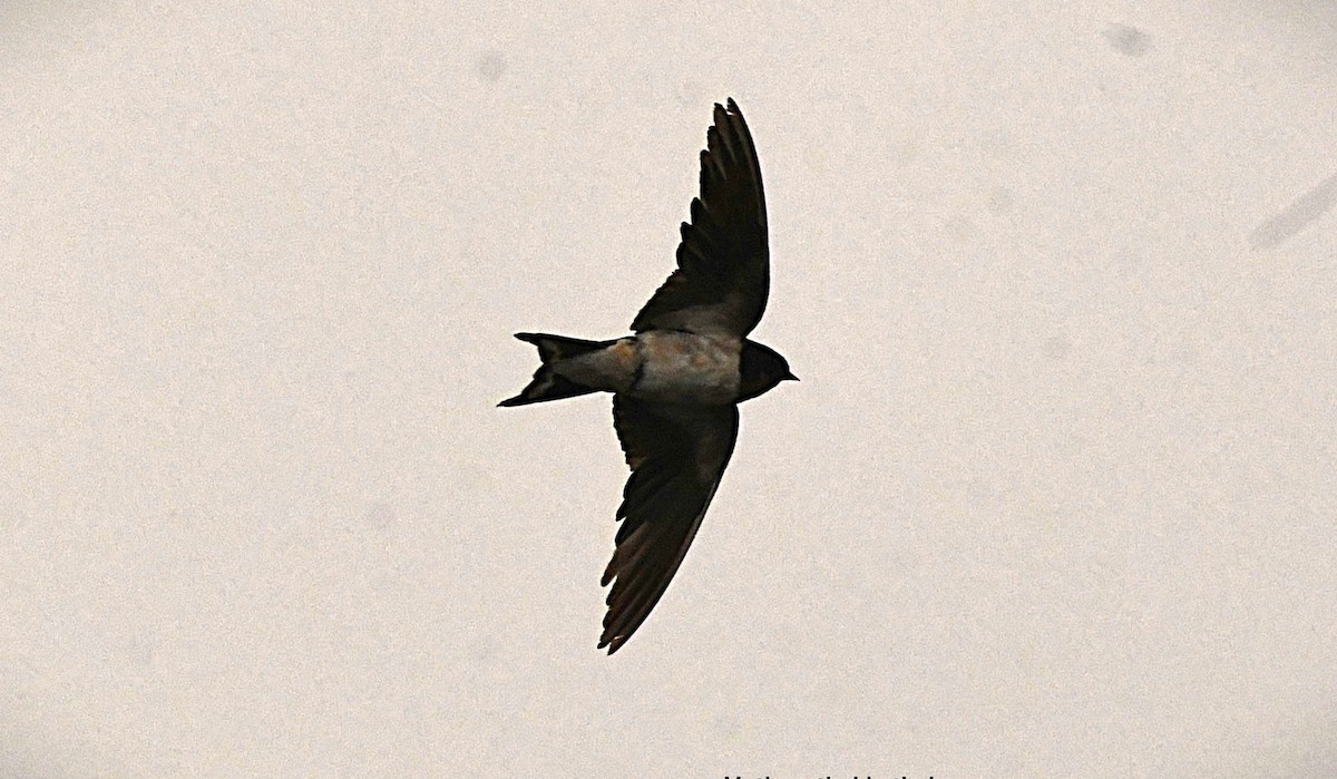 Ластівка сільська - ML646285273