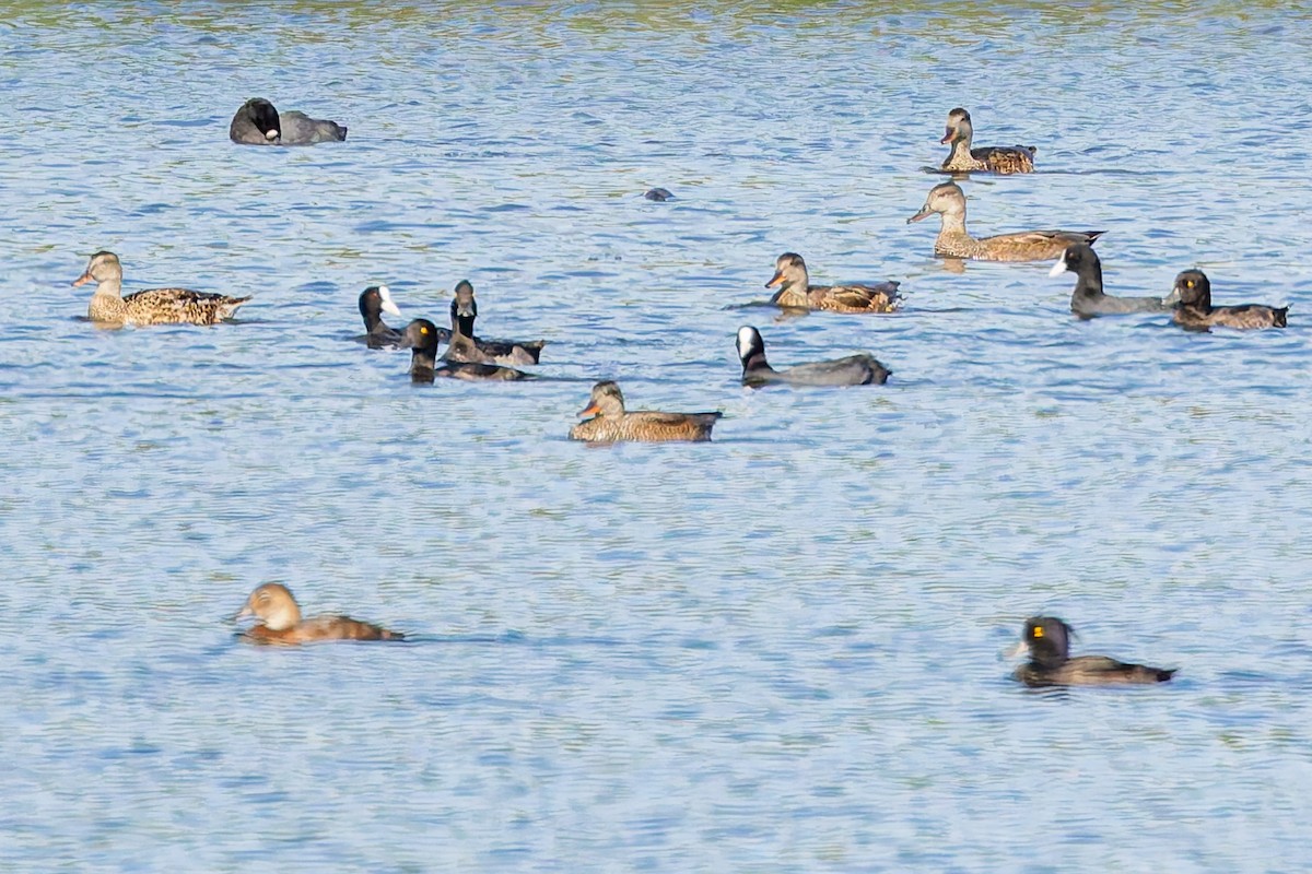 Нерозень - ML646285275