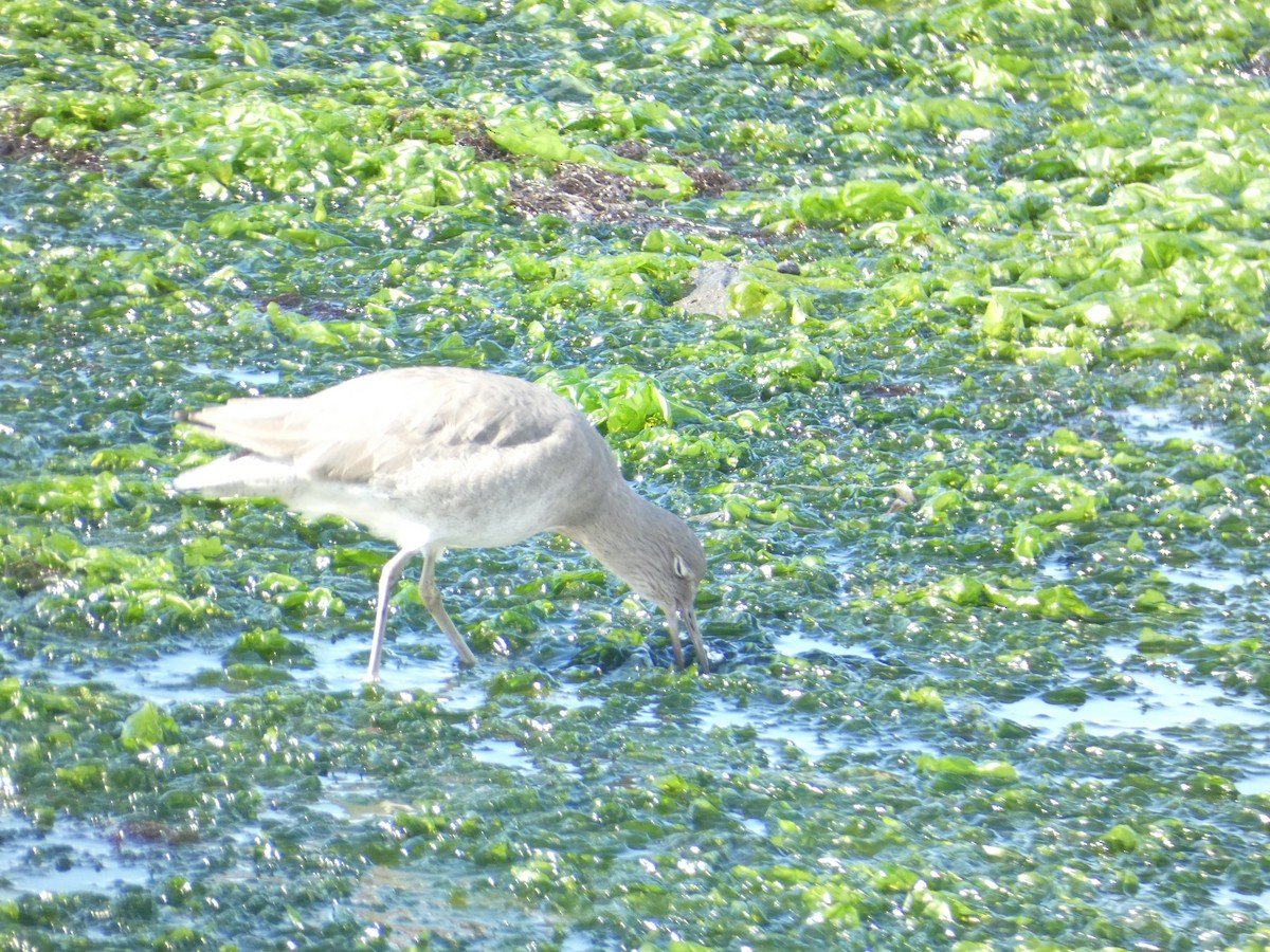 Коловодник американський - ML646285276