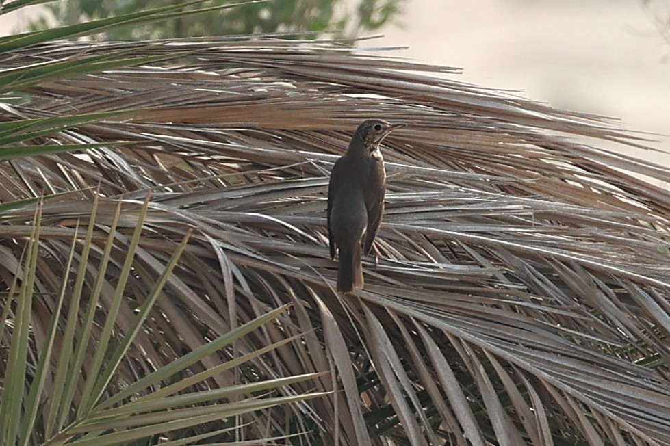 Дрізд співочий - ML646285277