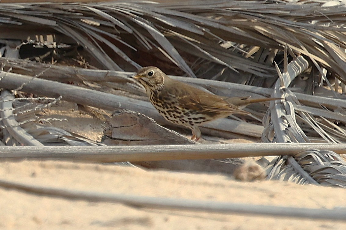 Дрізд співочий - ML646285278