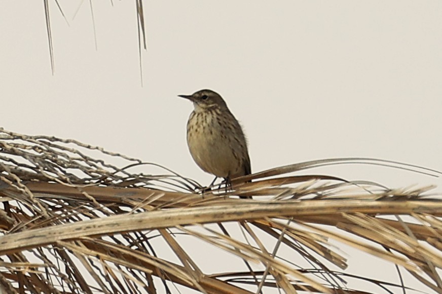 Щеврик гірський - ML646285279