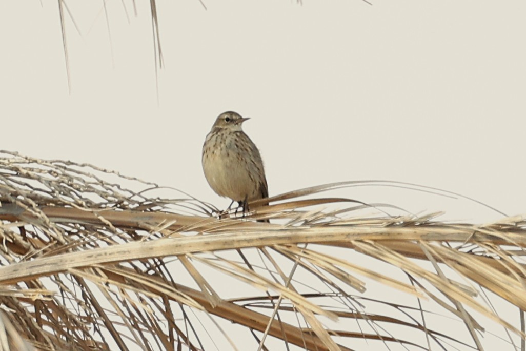 Щеврик гірський - ML646285280