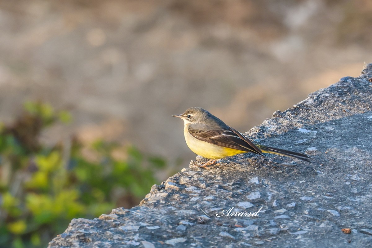 Плиска гірська - ML646285283