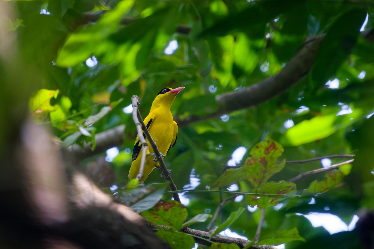 Вивільга чорноголова [група maculatus] - ML646285285
